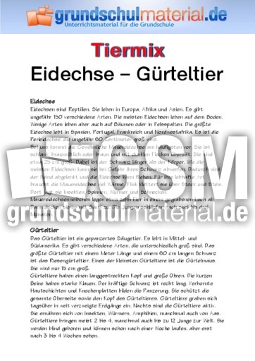 Eidechse - Gürteltier.pdf